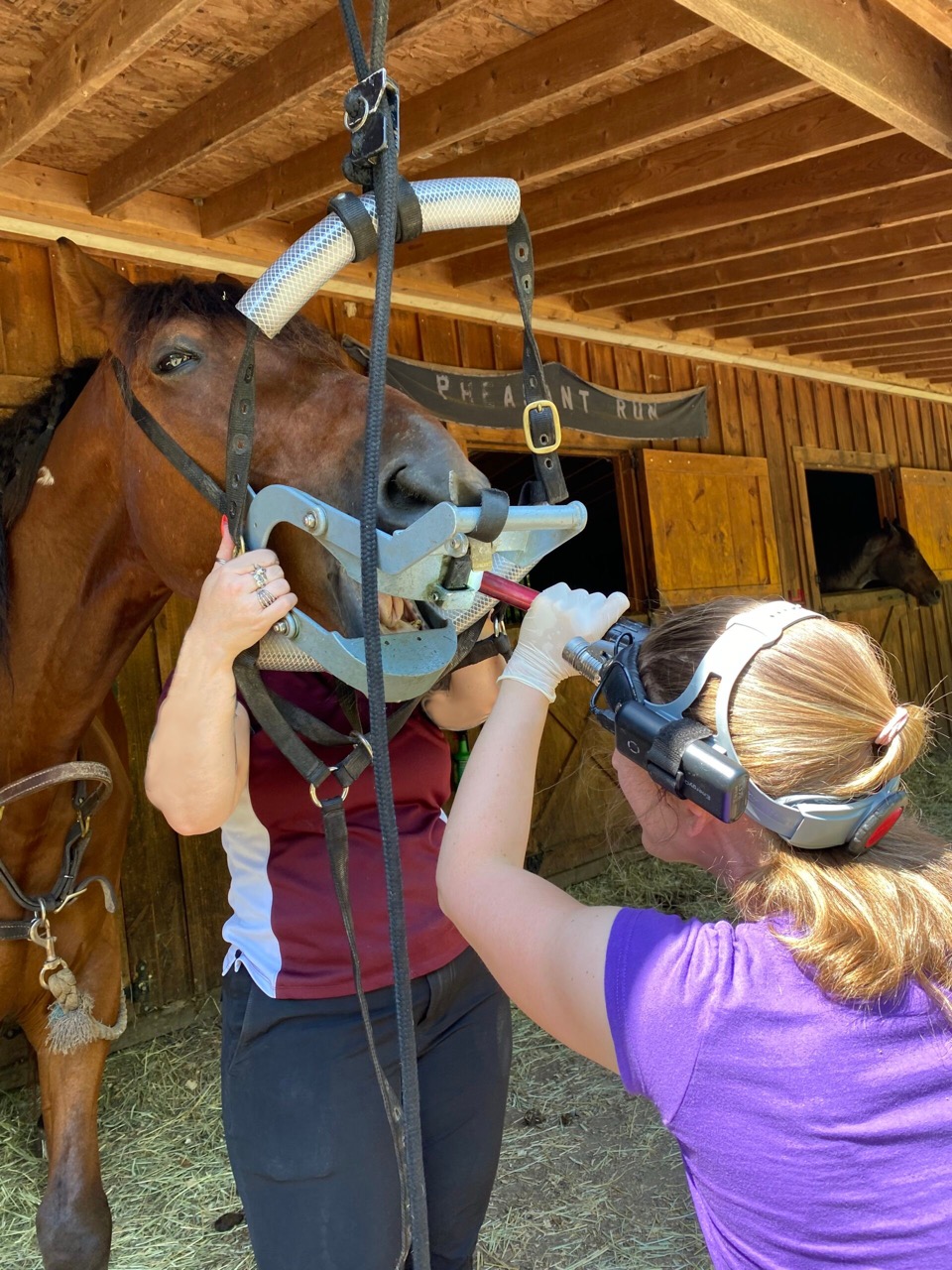 Equine dental procedure